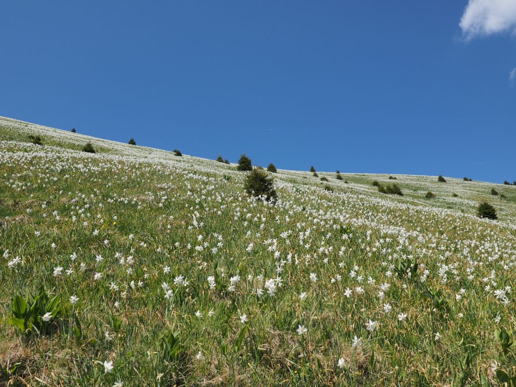Un mare di narcisi sulla Golica