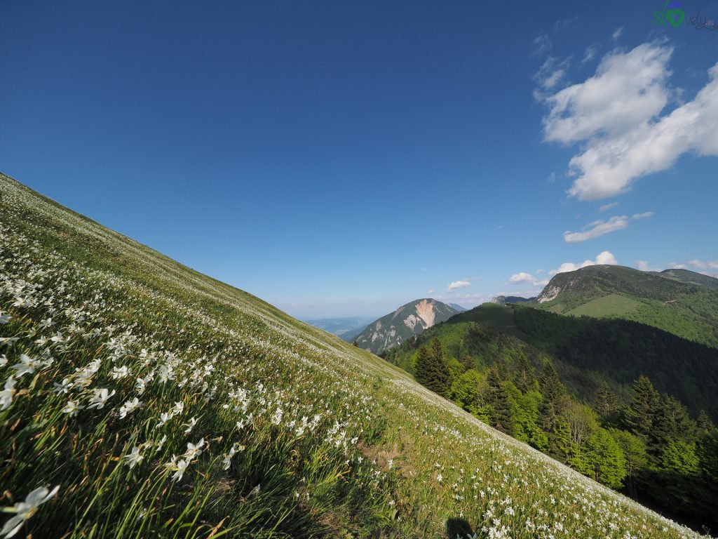 L'incredibile spettacolo dei narcisi sulla Golica