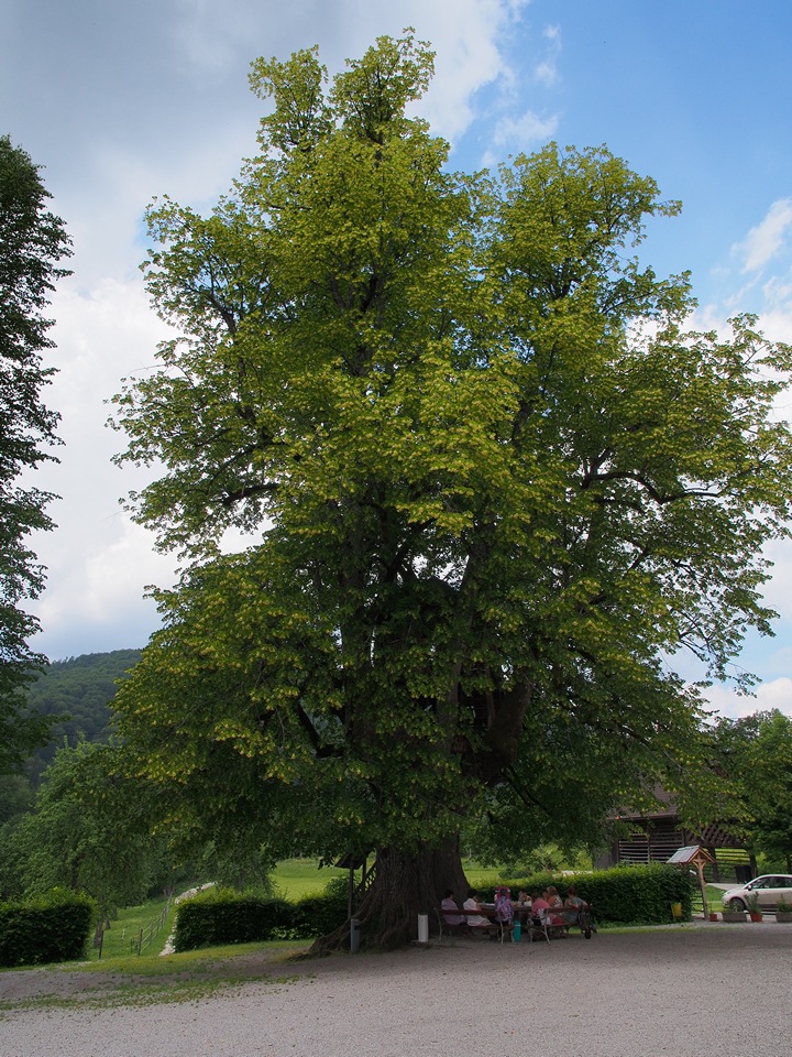 Nova Štifta, in pellegrinaggio tra tigli secolari 7 Uno dei due grandi tigli attorno alla chiesa di Nova Štifta.