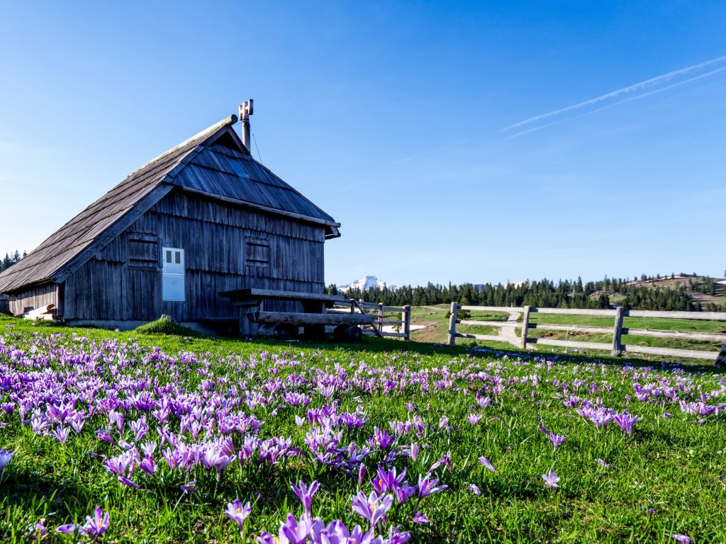 Velika Planina: idillio ad alta quota 16 Una baita nella Mala Planina, in primavera