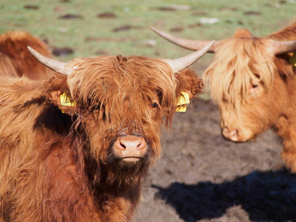 Highlander