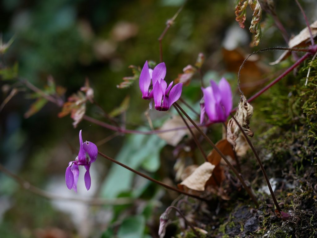 Koseška korita: cascate, gole e una chiesetta del '300 10 I bellissimi fiori del sottobosco