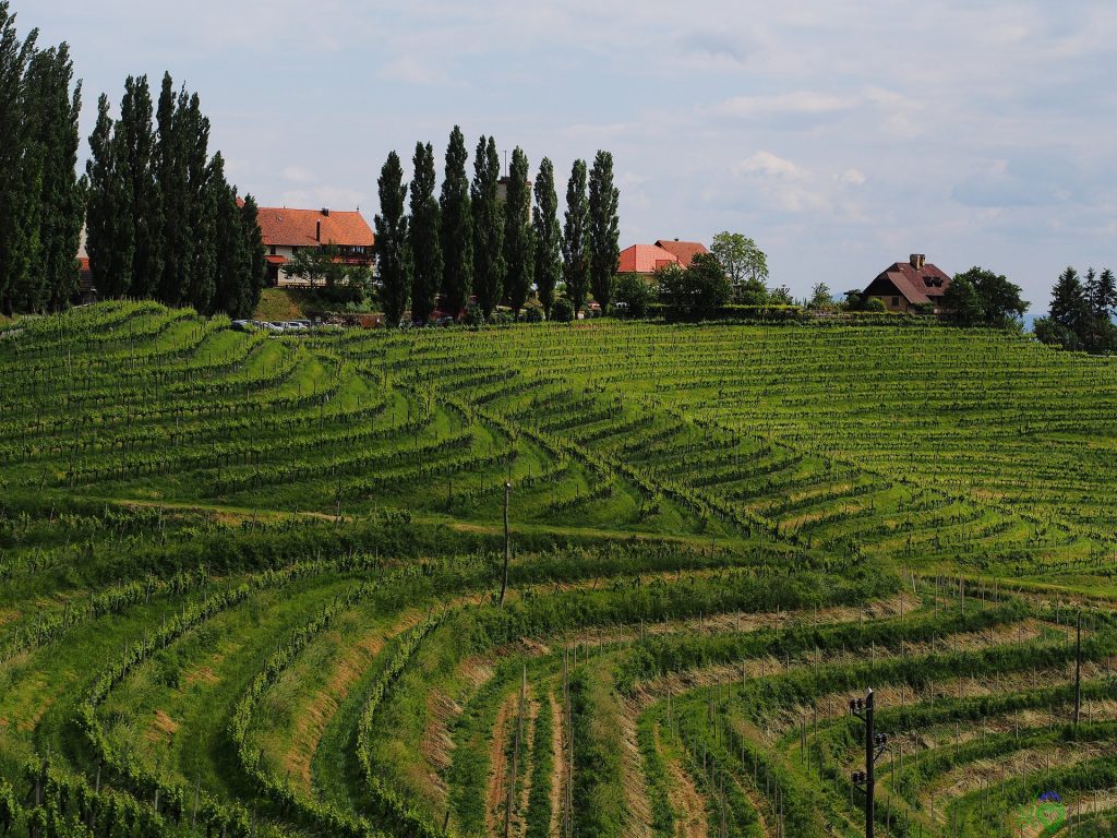 La festa di San Martino a Ormož 12 Gli splendidi vigneti di Jeruzalem