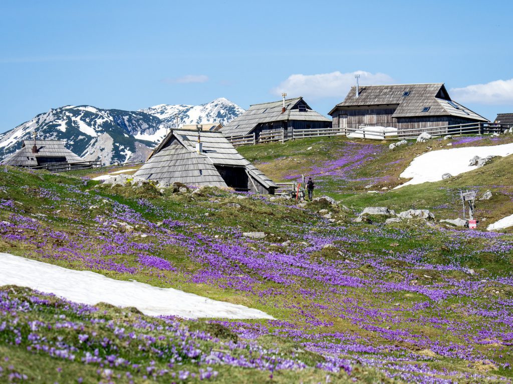 Velika Planina: idillio ad alta quota 7 Il villaggio dei pastori in primavera