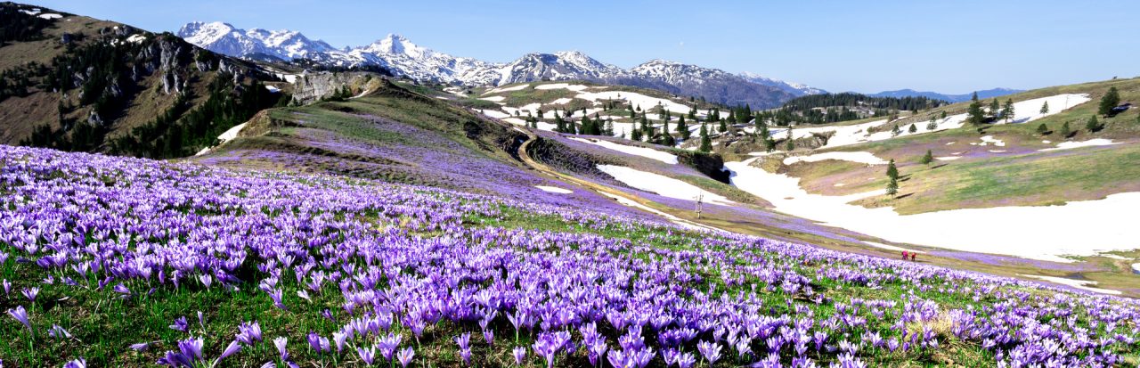 Velika Planina - Crocus