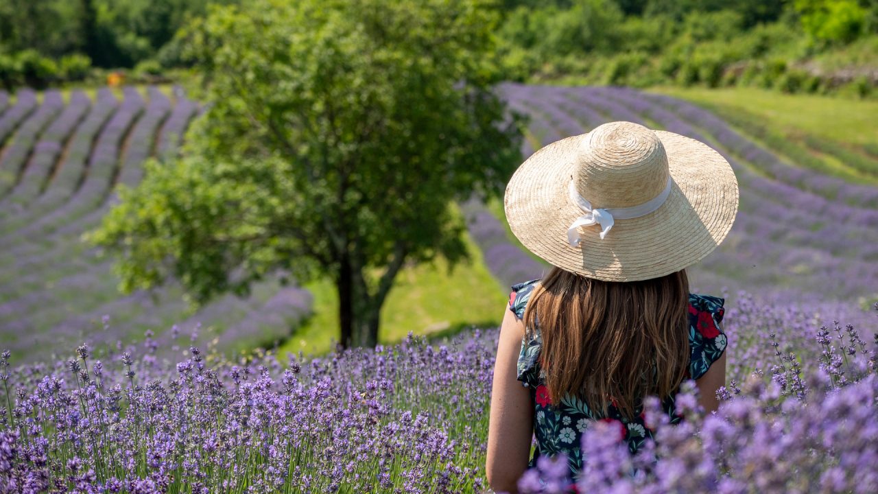 La lavanda di Povir