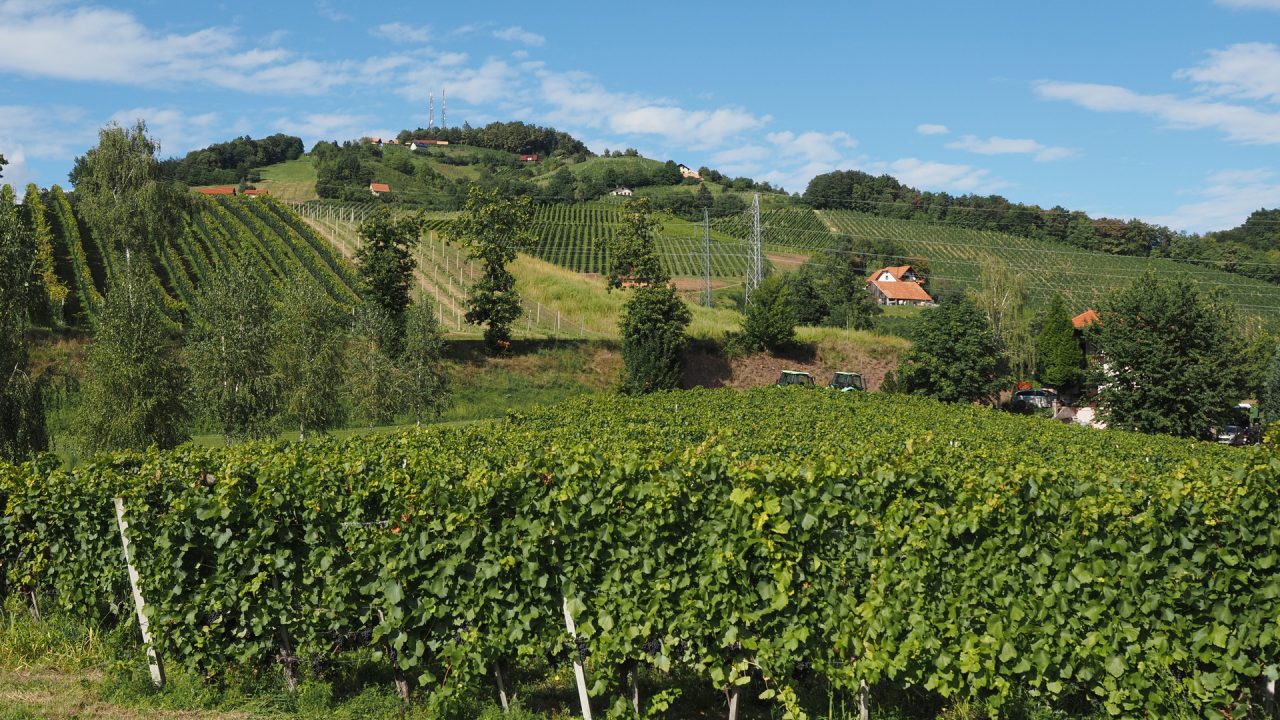 I vigneti del Posavje.