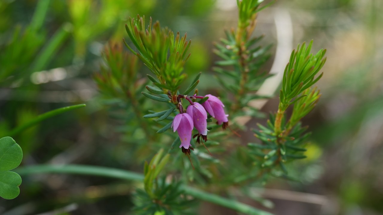 Foraging: l’arte di raccogliere i doni della natura