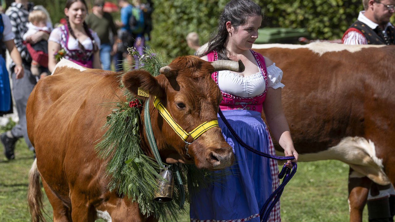 Kravji-bal, Bohinj
