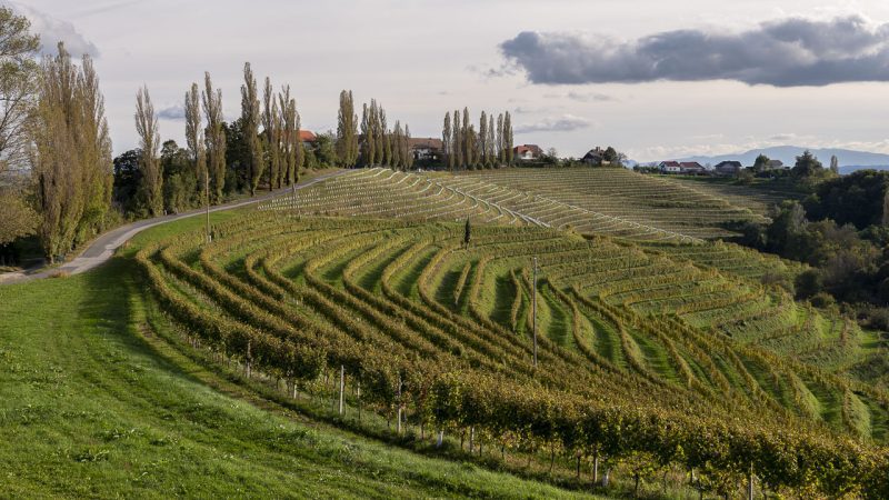 Alla scoperta della Prlekija tra vino e relax 18 Prlekija, terra di vigneti, buon cibo e relax.