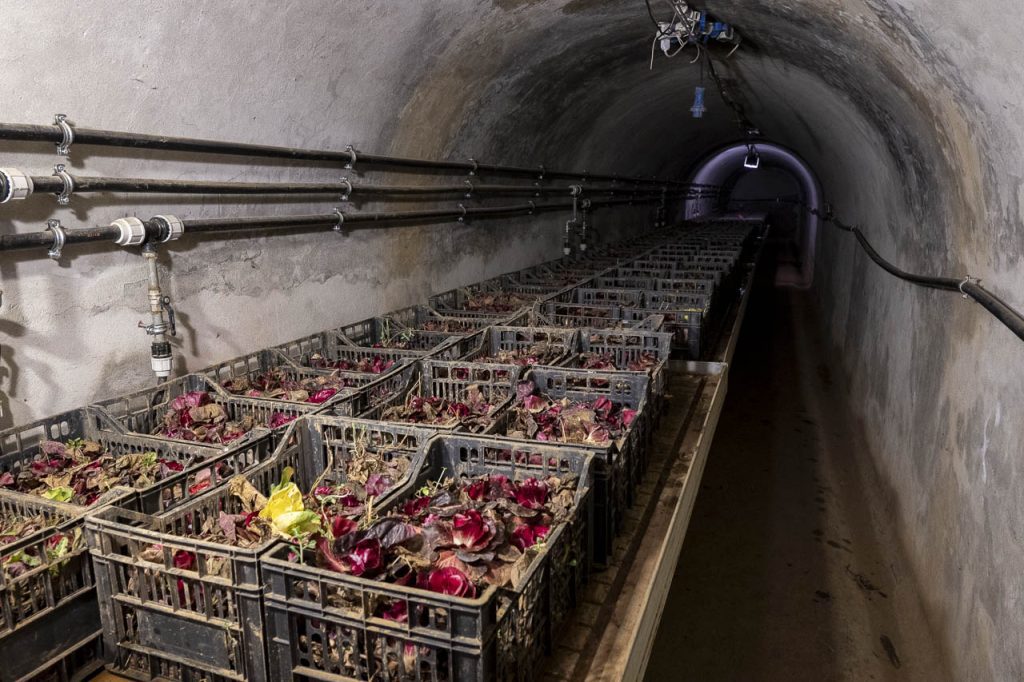 Le "rose" di Massimo Santinelli stagionano in un ex bunker tesesco.