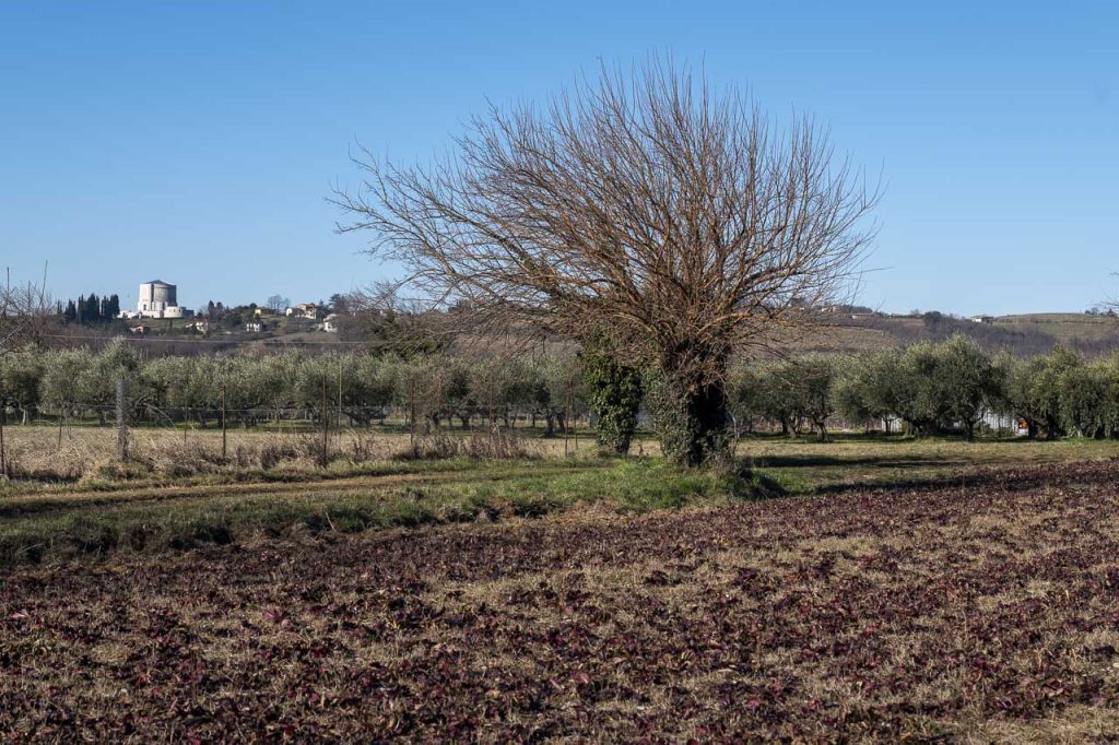 Il campo della famiglia Koršič, ai piedi del Collio goriziano.