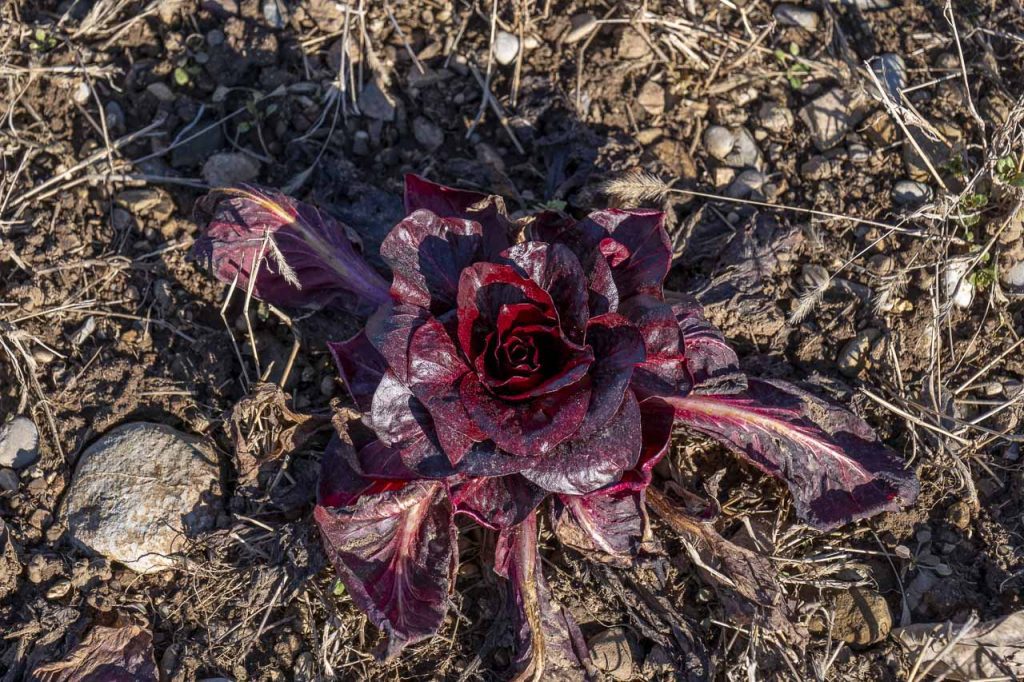 Il radicchio di Solkan, o rosa di Gorizia.