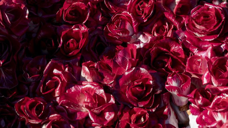 Il radicchio di Solkan o Rosa di Gorizia.