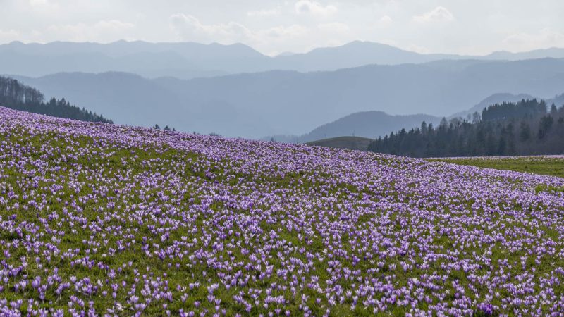 La spettacolare fioritura dei crocus sul Mrzli Vrh 33 Lo spettacolo dei crocus sul Mrzli Vrh