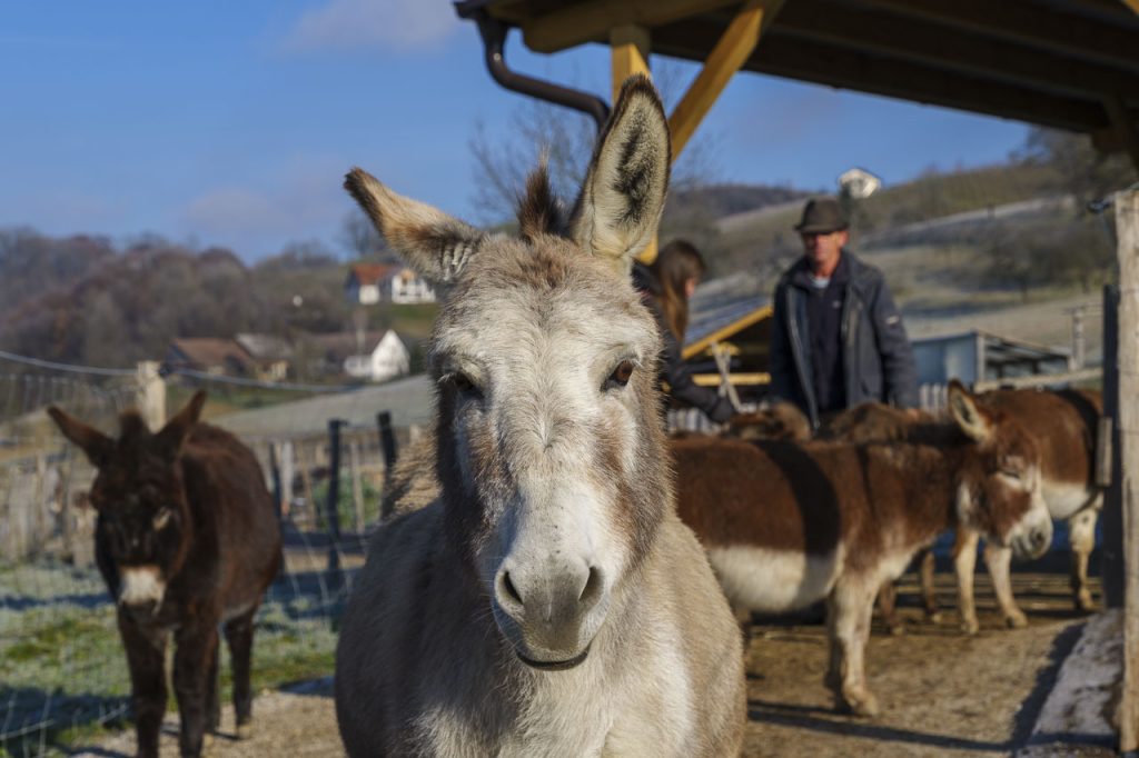 Slovenske gorice: un mondo da scoprire nella Slovenia orientale 7 Uno dei bellissimi asinelli del Posestvo Valdek.