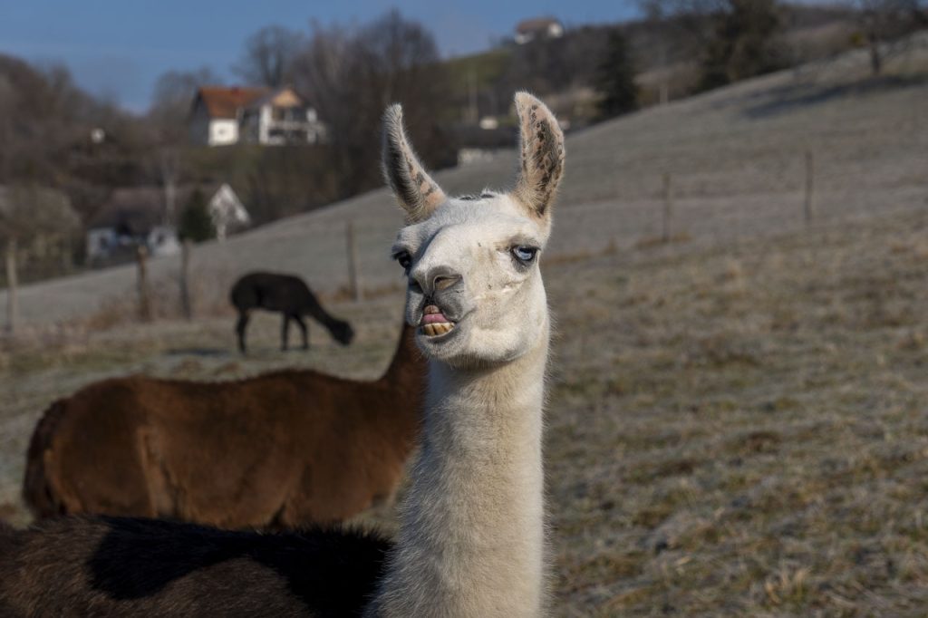 Slovenske gorice: un mondo da scoprire nella Slovenia orientale 9 Un simpatico ed affascinante lama dagli occhi azzurri!