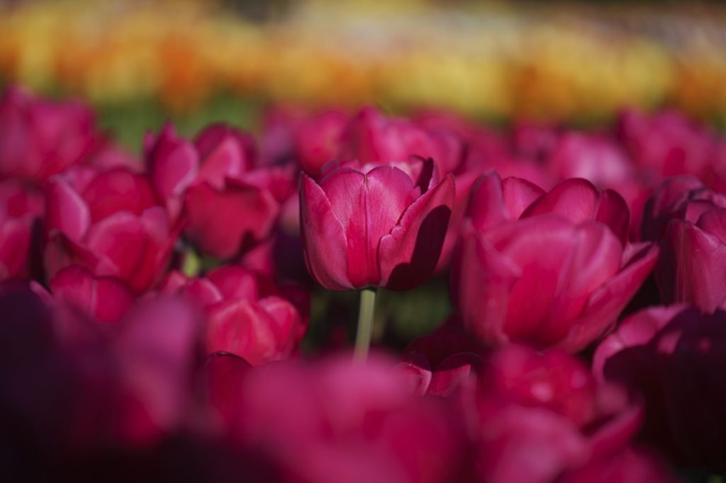 Arboretum di Volčji Potok: il paradiso della botanica 7 Sono più di 2 milioni i tulipani che sbocciano in primavera all'Arboretum!