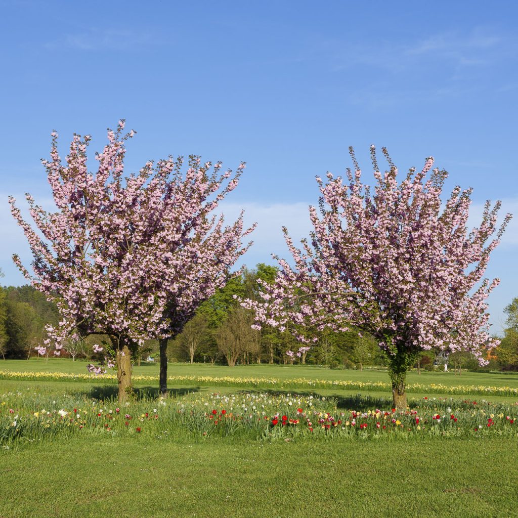 Arboretum di Volčji Potok: il paradiso della botanica 10 Alcuni dei magnifici ciliegi giapponesi dell'Arboretum.