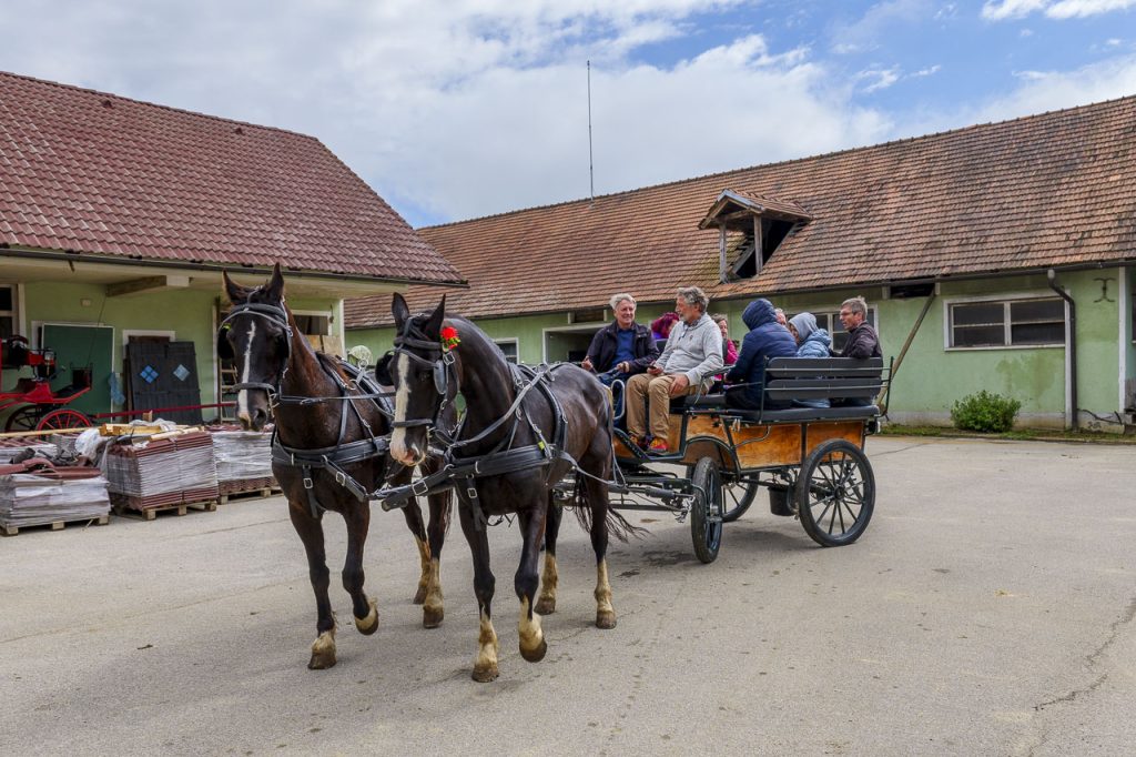 Pronti per un giro in carrozza all'agriturismo Vrbnjak.