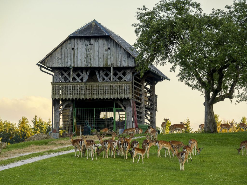 La meravigliosa location della Domačija Lamperček con i suoi cerbiatti.