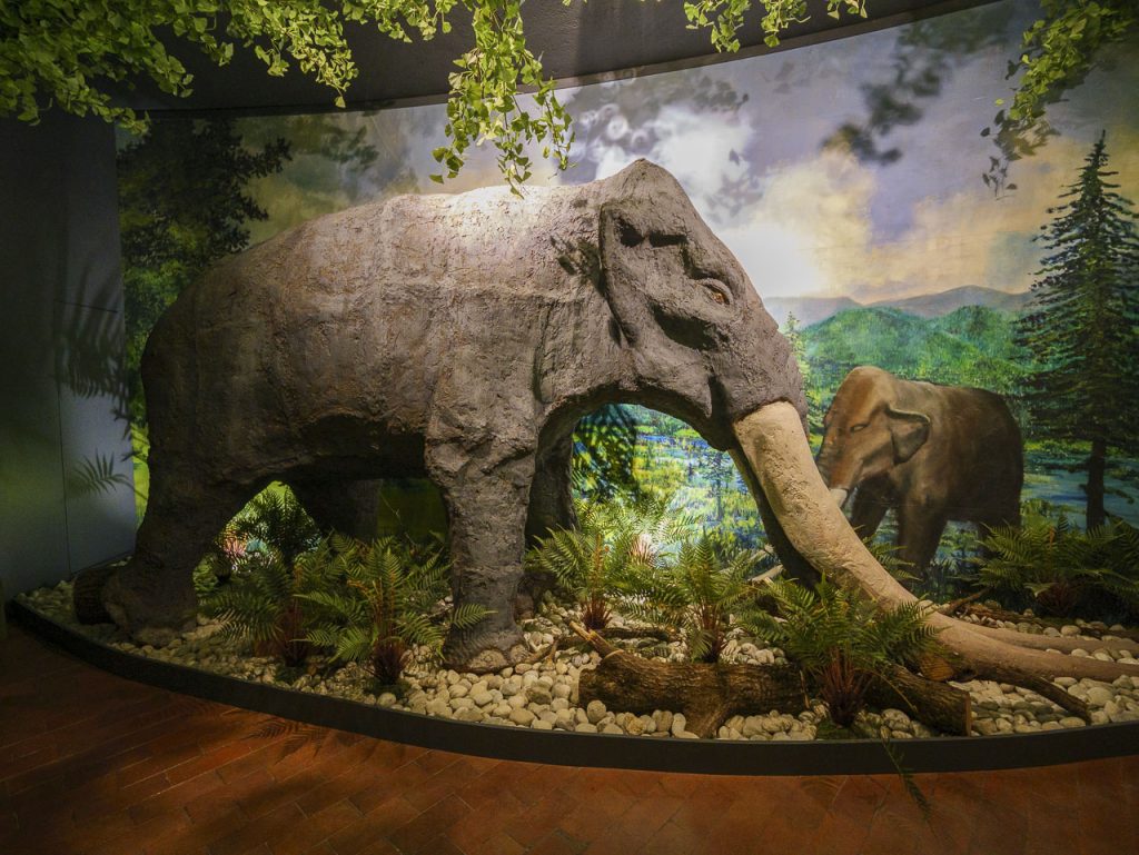 Un mastodonte, antico abitante della Šaleška dolina.