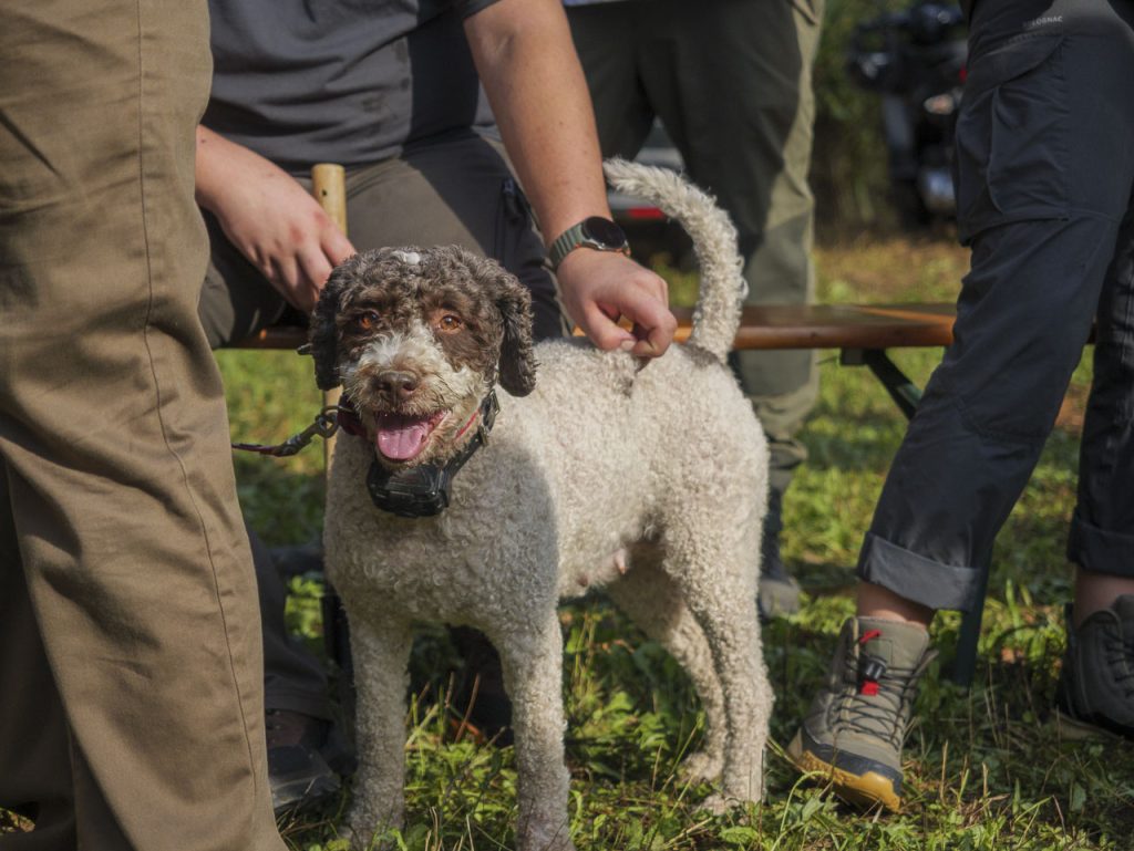 A caccia del sublime tartufo bianco istriano a Motovun – Montona 8 I lagotti romagnoli sono tra i cani più utilizzati per la caccia al tartufo bianco.