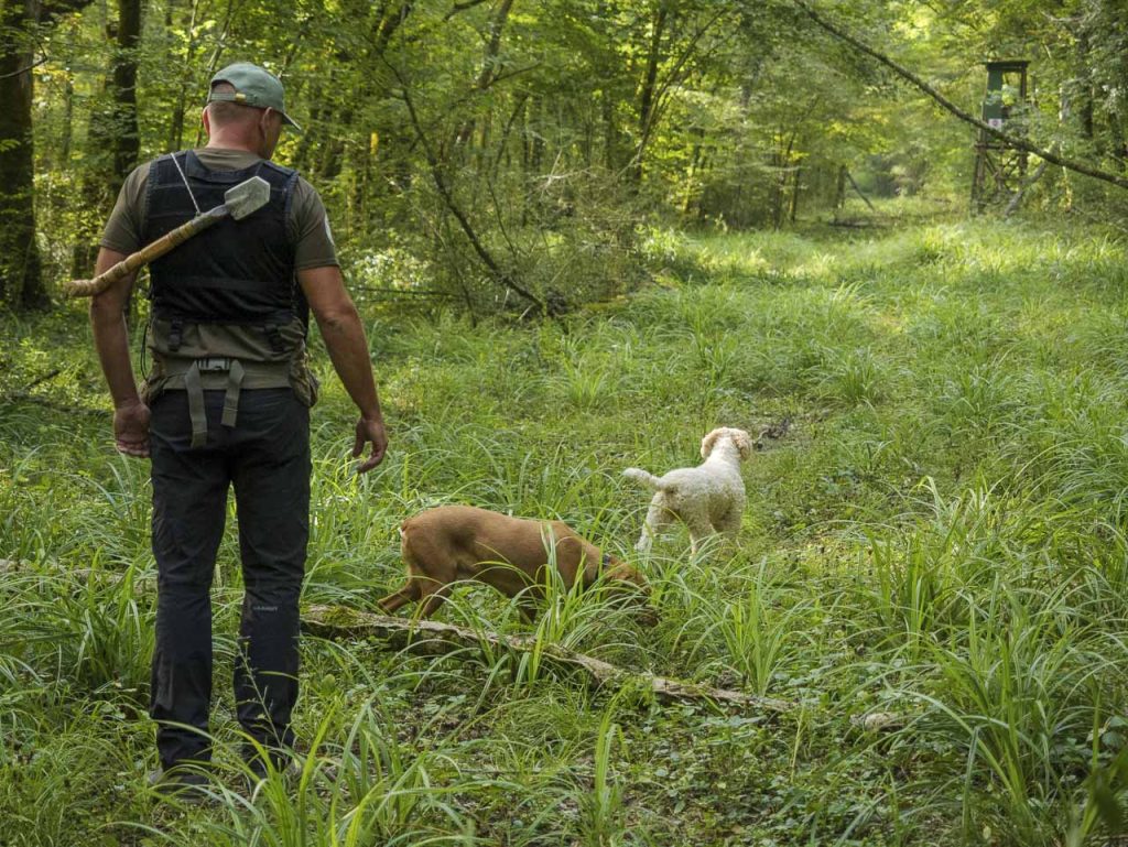 A caccia del sublime tartufo bianco istriano a Motovun – Montona 10 Goran con la "vanga" e i suoi cani a caccia di tartufo bianco.
