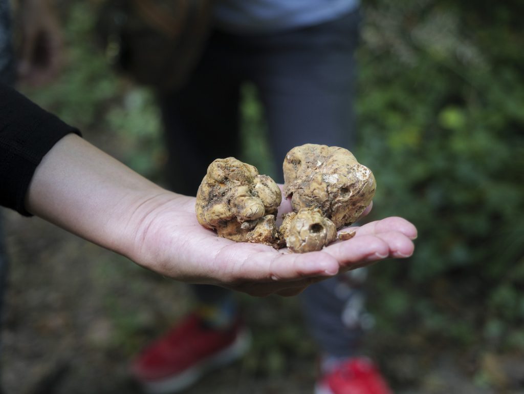A caccia del sublime tartufo bianco istriano a Motovun – Montona 4 Il tartufo bianco istriano, l’oro d’Istria.