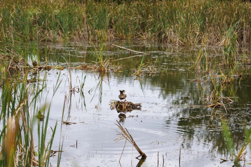 Un po' di birdwatching nel parco di Rače.