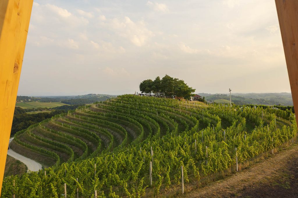 La vista dalla torre sugli splendidi vigneti del Međimurje.