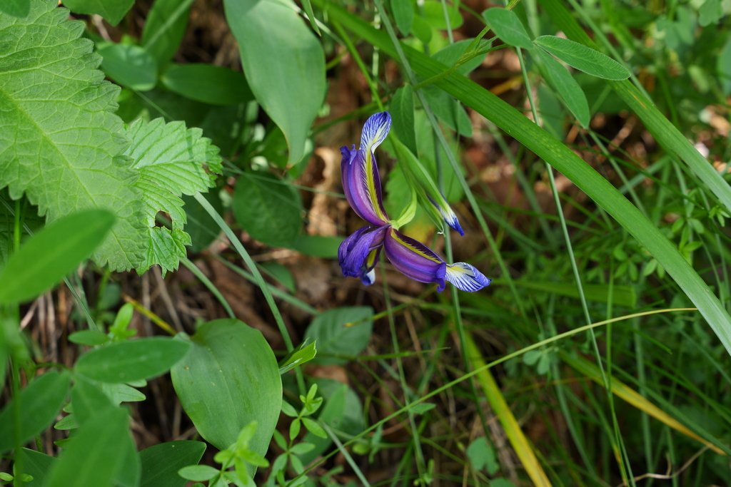 Il Festival della flora alpina di Bohinj 5 Iris graminea - Festival della flora alpina di Bohinj
