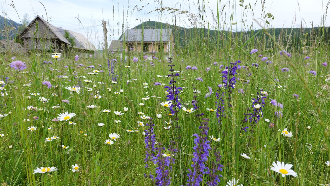 Alla scoperta del Festival della flora alpina di Bohinj