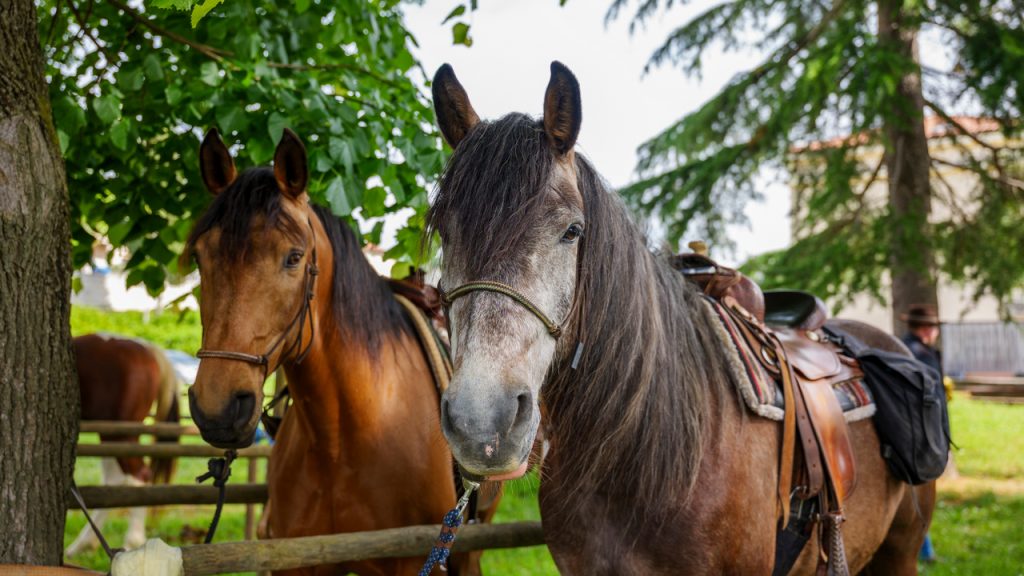 Itinerari a cavallo nel goriziano tra la Valle della Vipava e il Carso