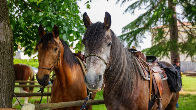 Itinerari a cavallo nel goriziano tra la Valle della Vipava e il Carso 50 Itinerari a cavallo nel goriziano tra la Valle della Vipava e il Carso