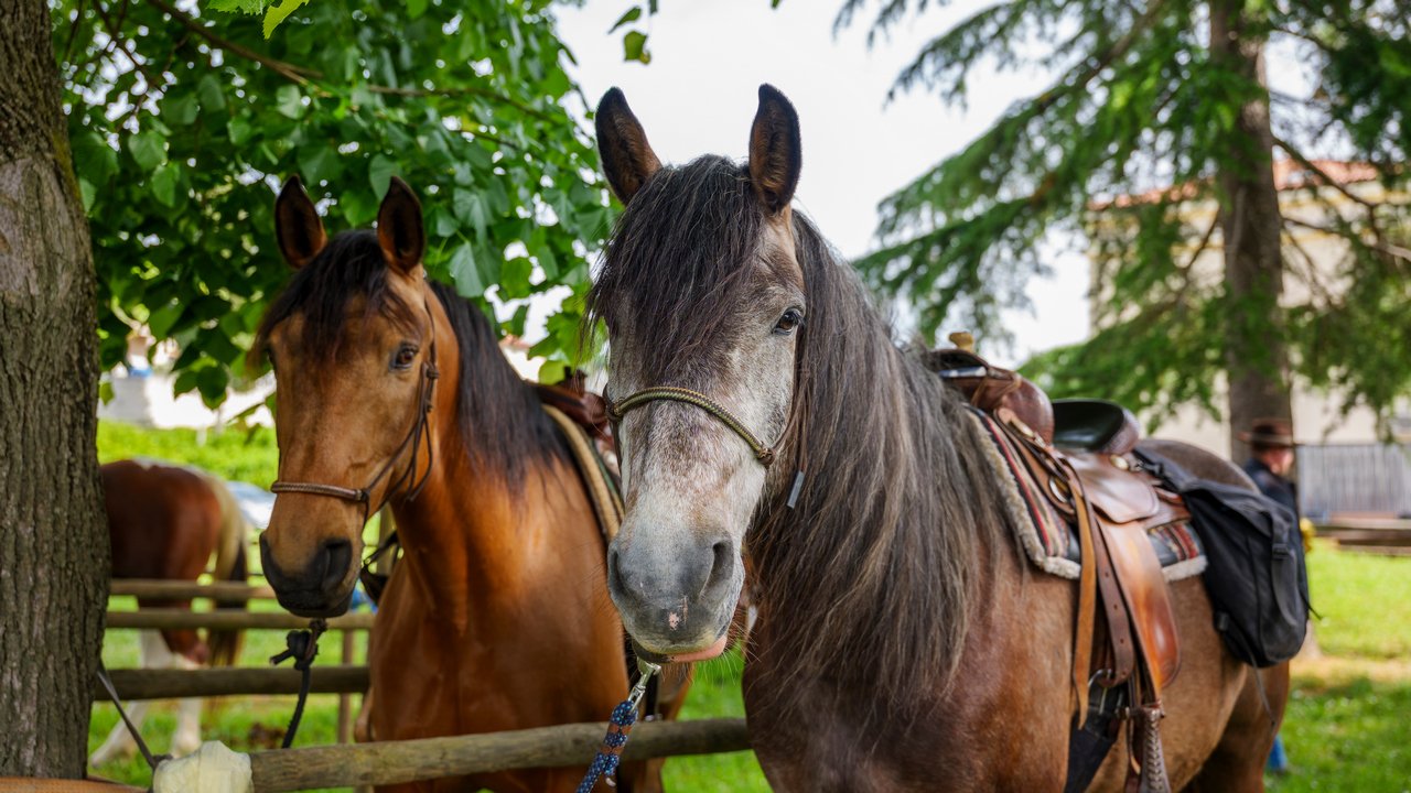 Itinerari a cavallo nel goriziano tra la Valle della Vipava e il Carso