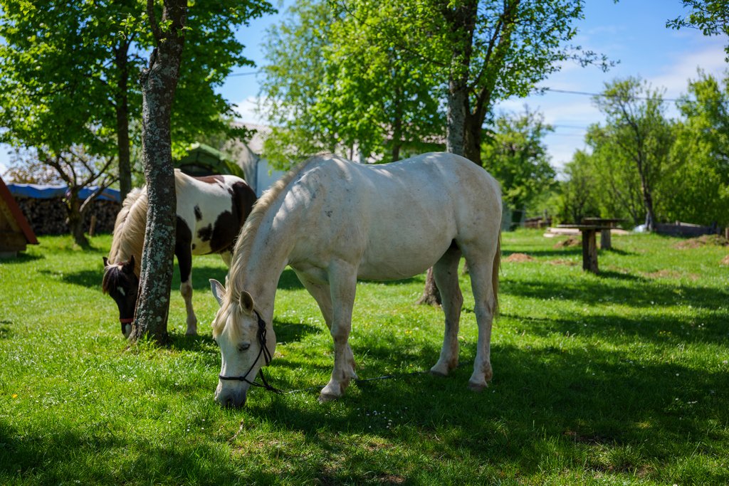 I cavalli del DS Camping di Banjšice. Itinerari a cavallo nel goriziano.