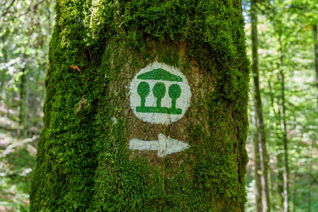 Il simbolo del percorso attorno alla foresta primordiale Krokar nel Koòevsko.