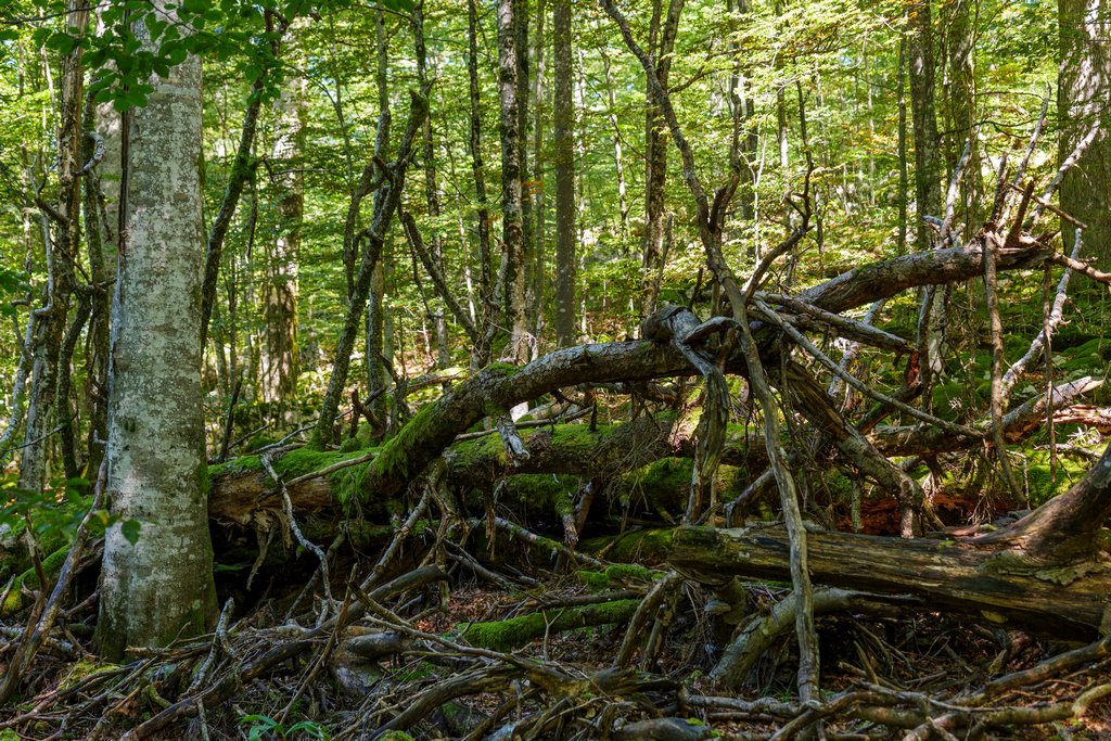 All'interno dei boschi del Kočevsko tutto è lasciato alla natura.