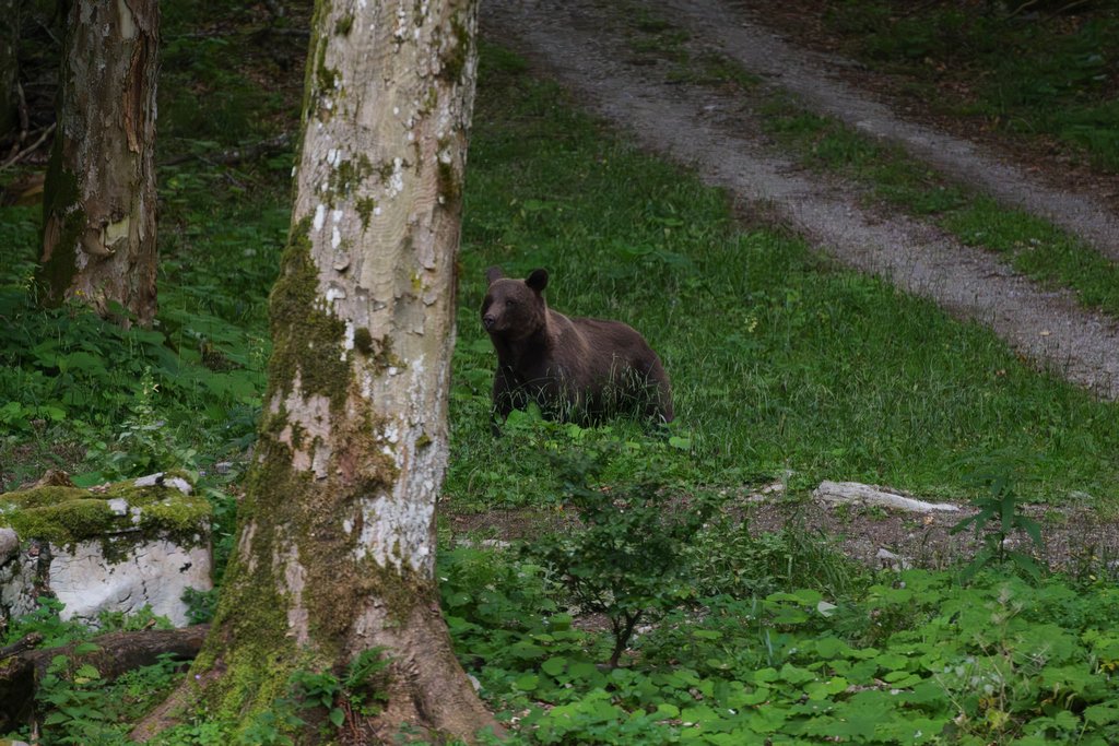 Un secondo orso fa capolino dietro un albero!