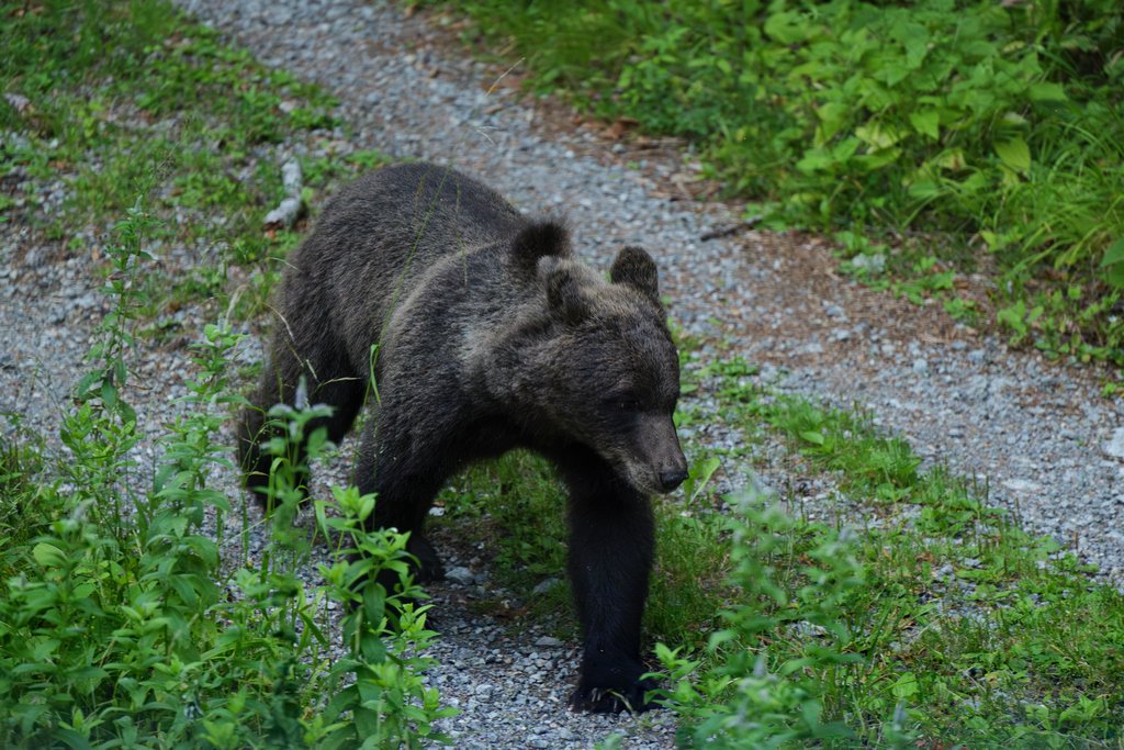 Medved! Ecco il primo orso che viene a trovarci!