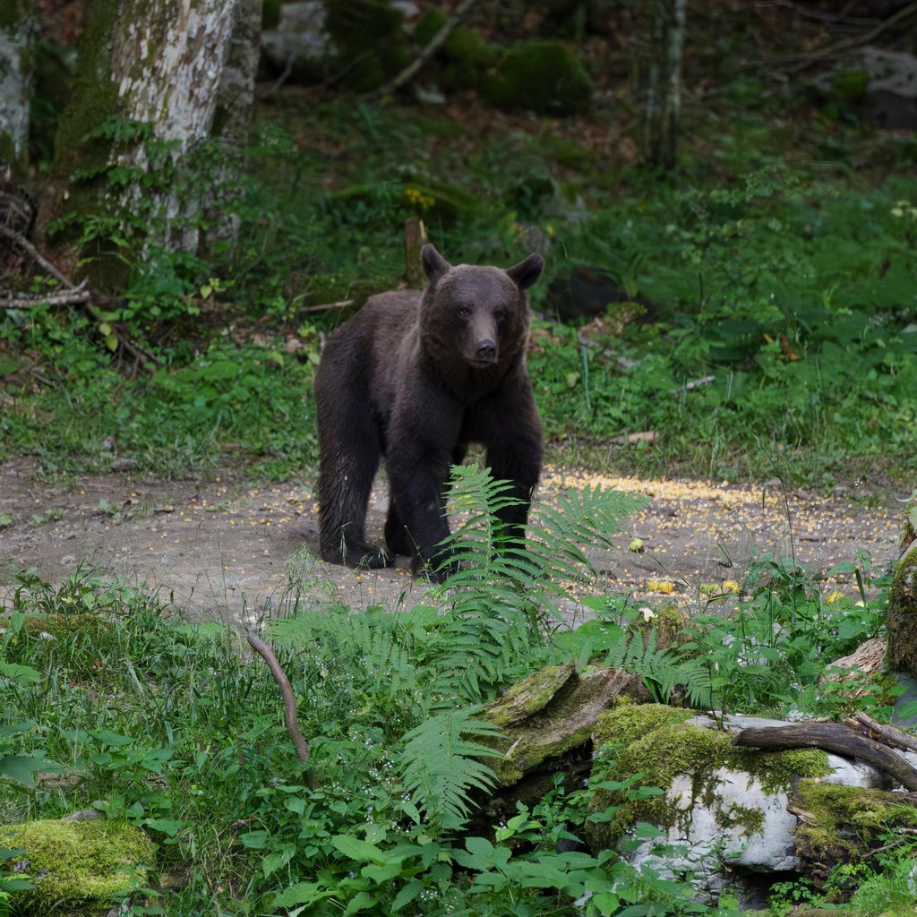 Cos'avete da guardare voi?! Orso nel Koòevsko.