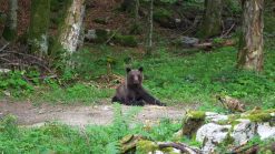 Kočevsko: nel selvaggio regno degli orsi