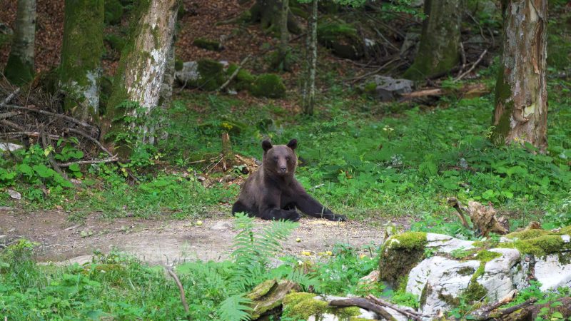 Kočevsko: tra orsi e foreste vergini nella Slovenia meridionale 22 Kočevsko: nel selvaggio regno degli orsi