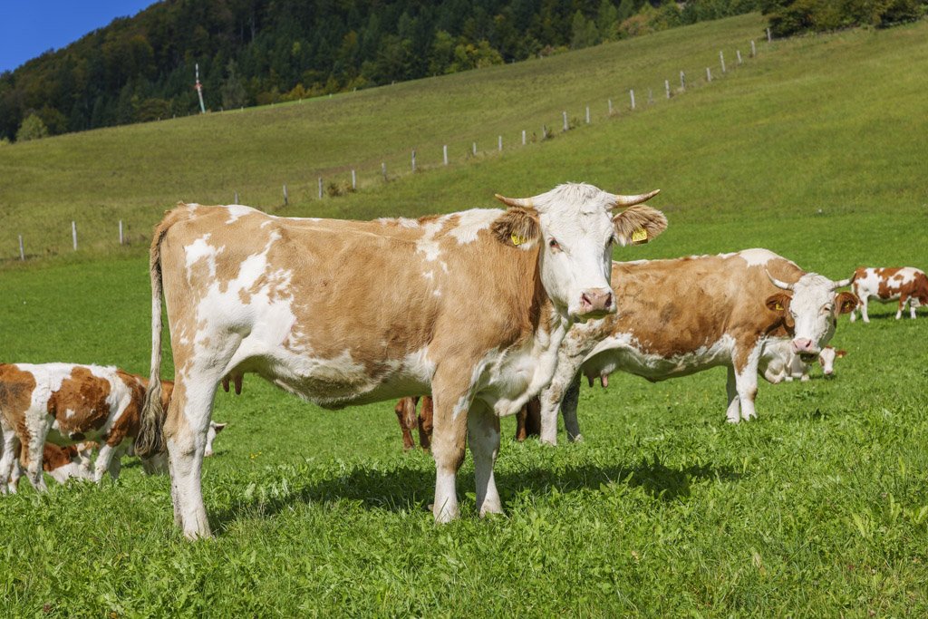 Da Pr'Dovar non mancano gli animali!
Agriturismi in Slovenia
