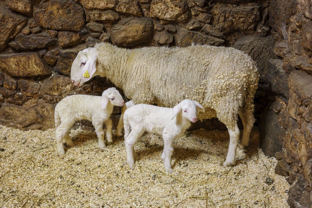 Due splendidi agnellini con la mamma alla Šenkova Domačija.
Agriturismi in Slovenia