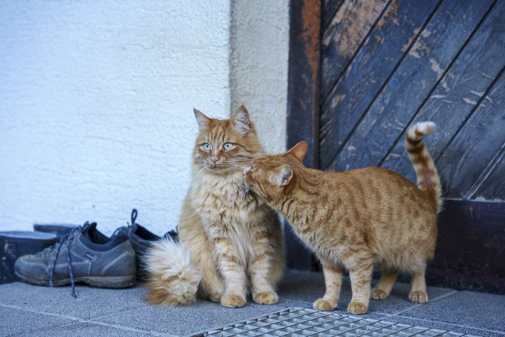 Due bellissimi gattoni rossi alla Šenkova Domačija.
Agriturismi in Slovenia.