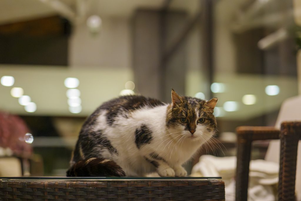 I gattari come noi apprezzeranno anche la padrona di casa dell'Hotel Astoria di Bled!