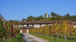 Cantine aperte a San Martino: un viaggio enogastronomico in Friuli