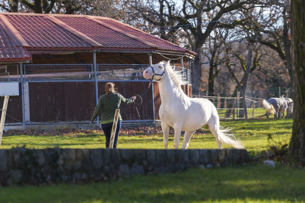 Lipica, nel regno dei cavalli bianchi 2 Lo splendido manto bianco dei lipizzani.